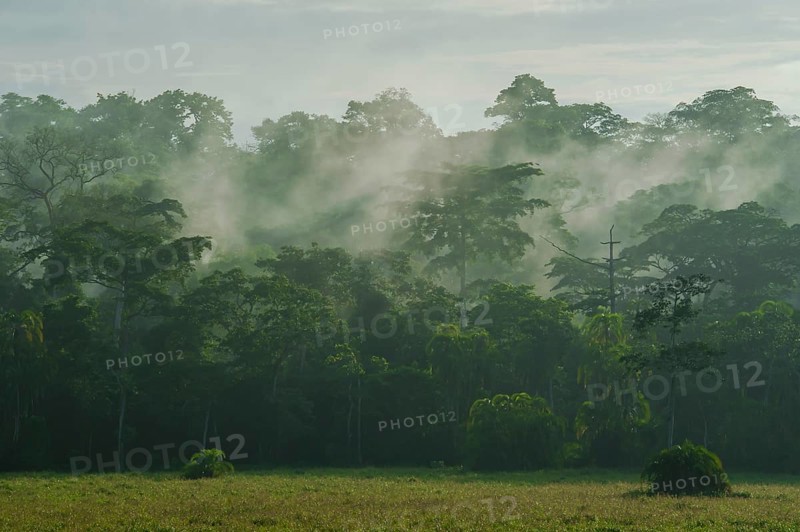 Fog over a clearing in the rain forest after a cloudburst