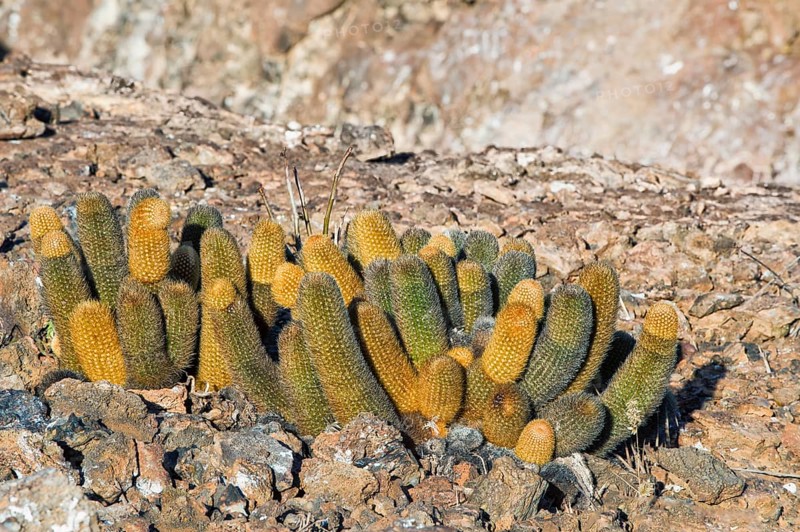 Lava Cactuses (Brachycereus nesioticus)