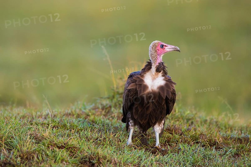 Hooded Vulture (Necrosyrtes monachus)