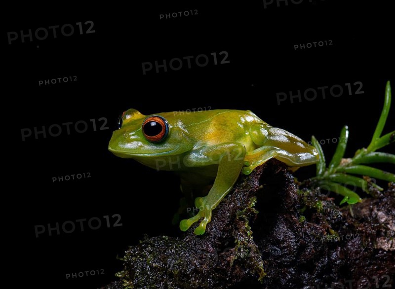 Ankafana Bright-eyed Frog (Boophis luteus)