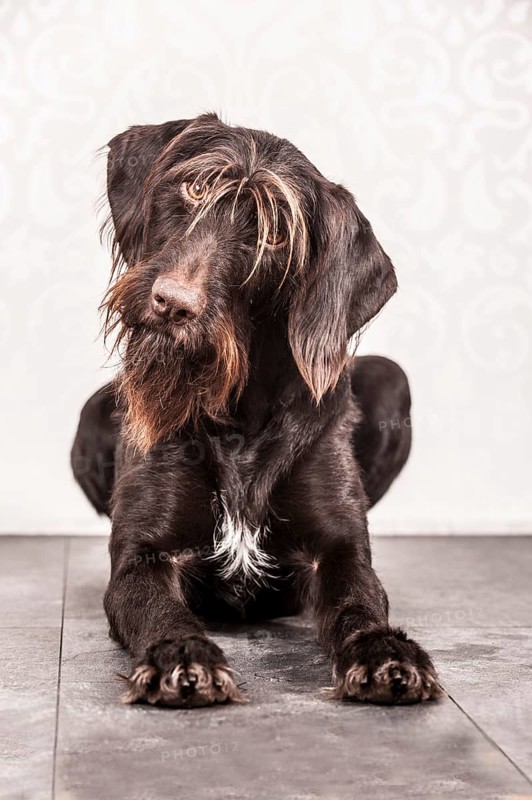 Sitting German Wirehaired Pointer