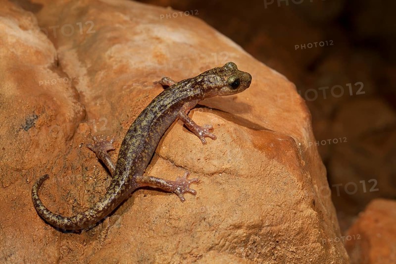 Imperial cave salamander (Speleomantes imperialis)