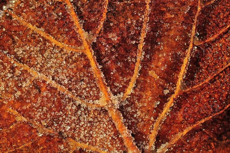 Melting ice crystals on a brown leaf