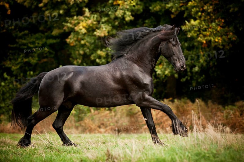 Friesian