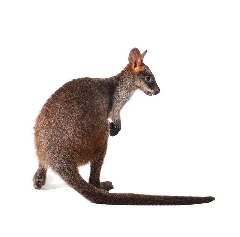 Swamp Wallaby (Wallabia bicolor)