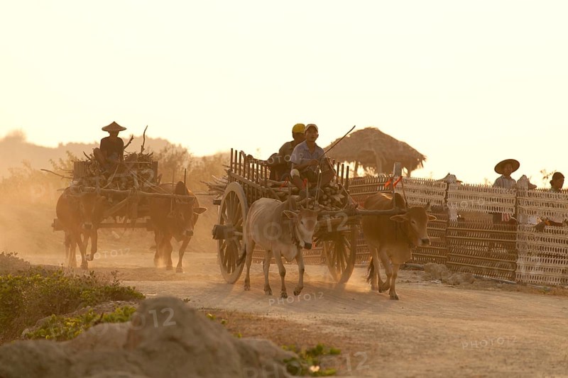 Farmhands travelling on two oxcarts on their way home