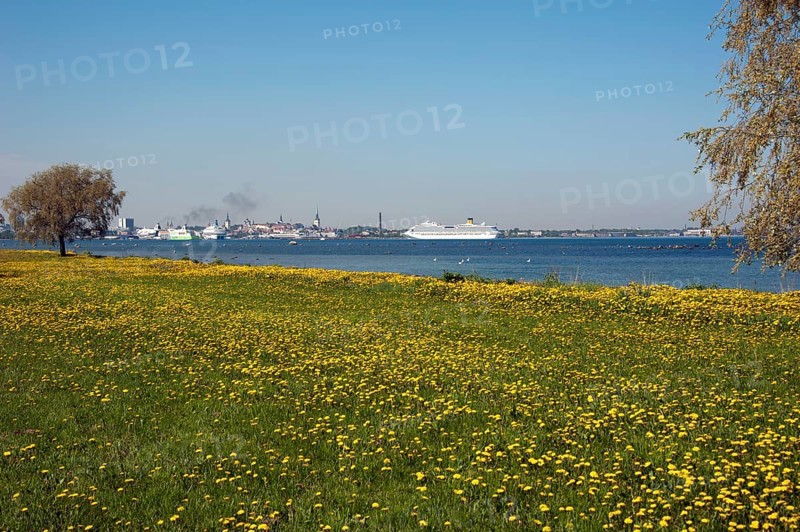 Flower meadow
