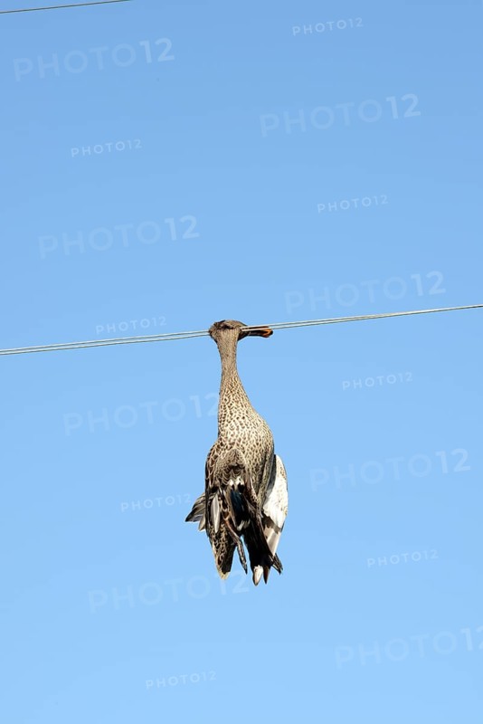 Dead duck hanging on a power line