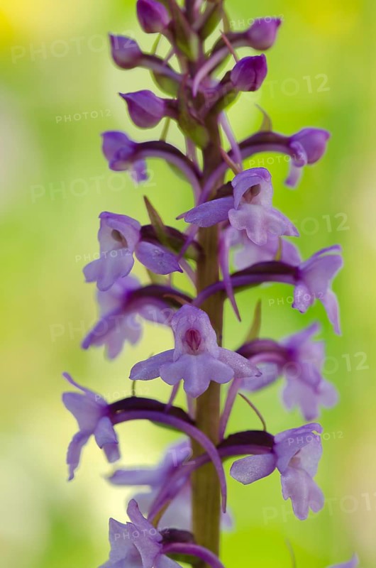 Fragrant orchid (Gymnadenia conopsea)