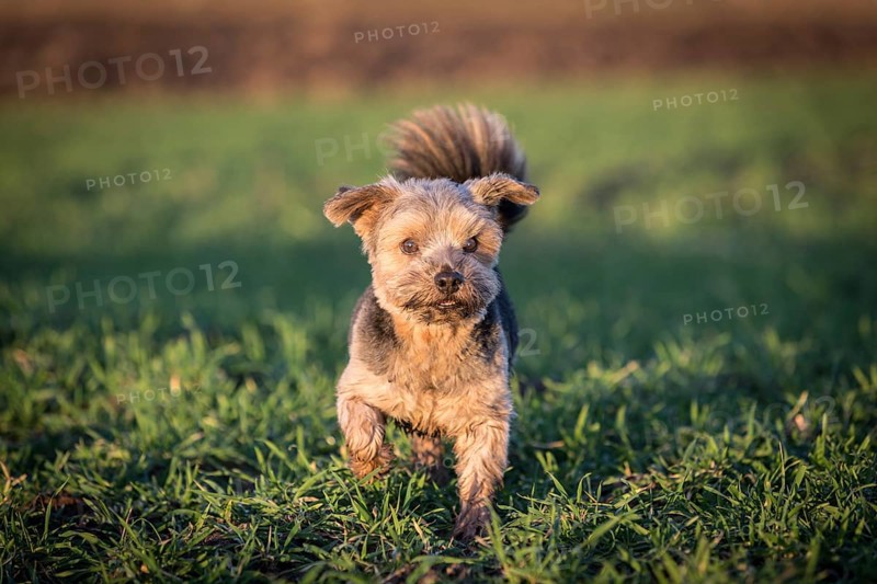 Norfolk Terrier standing on a meadow