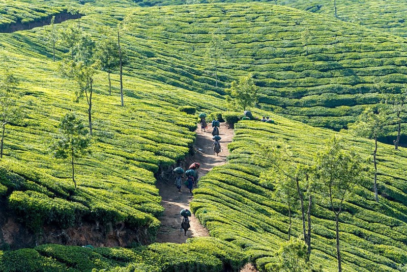 Tea pluckers walking down a path on a tea plantation