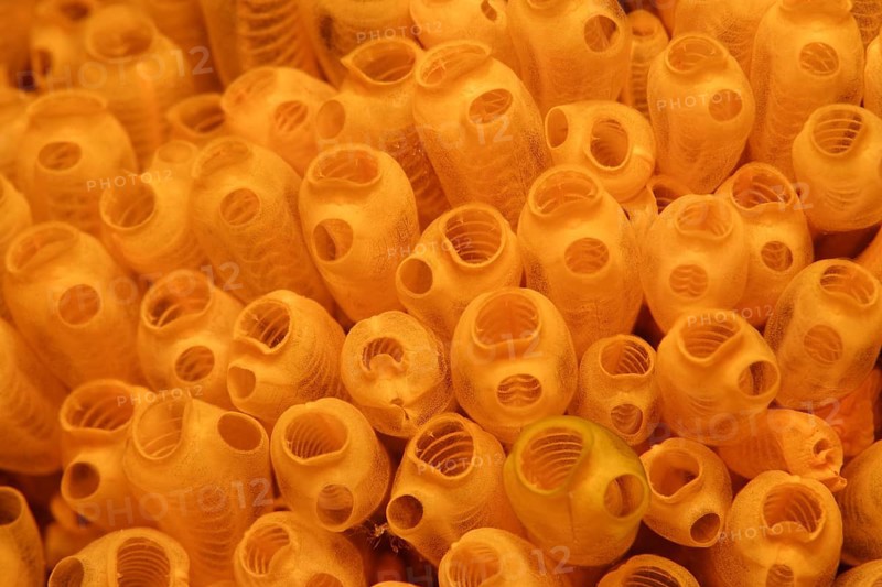 Orange Sea Squirts (Ascidiacea)