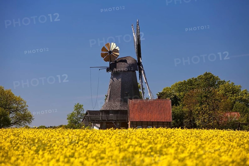 Blossoming rape field in front of windmill Messlingen