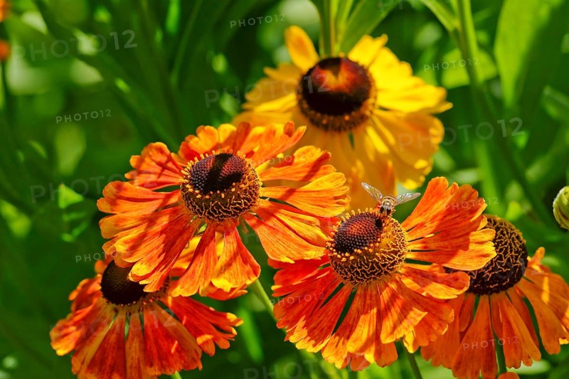Sneezeweed variety (Helenium sp.)