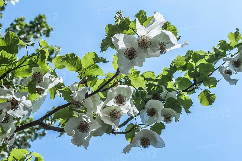 Dove Tree