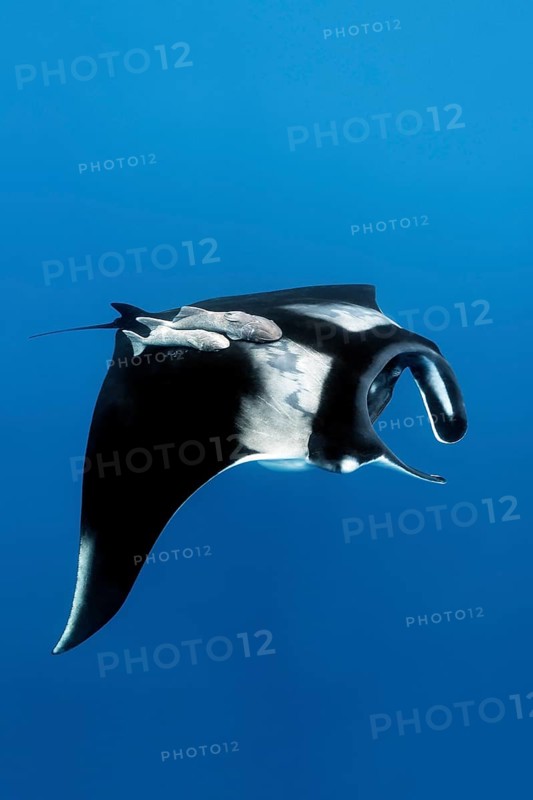 Reef manta ray (Manta alfredi)