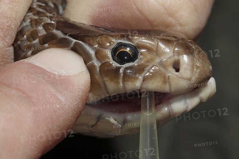 Eastern Brown Snake (Pseudonaja textilis) being milked for venom