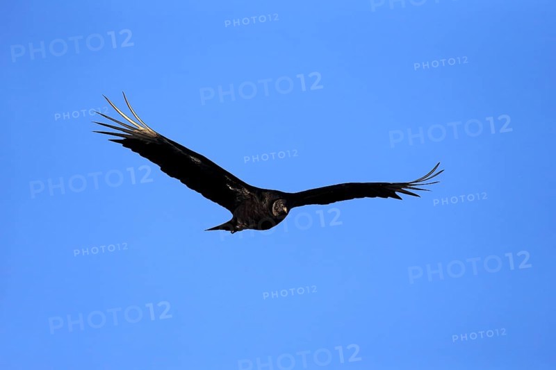 Black Vulture (Coragyps atratus)