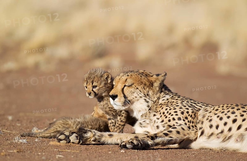 Cheetah (Acinonyx jubatus)