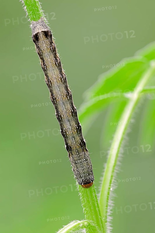 Caterpillar