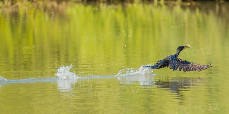 Great Cormorant (Phalacrocorax carbo) starting with fish in beak