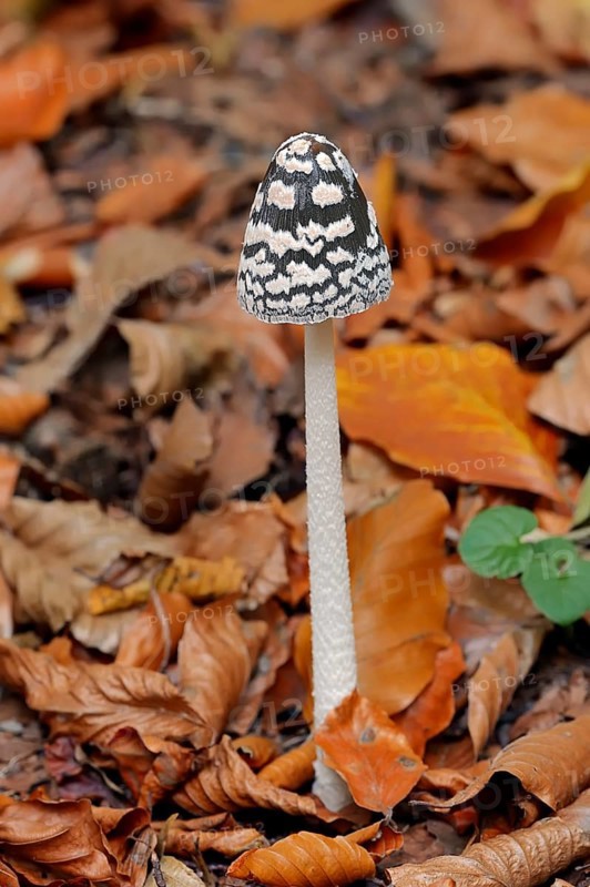 Magpie Inkcap (Coprinus picaceus)