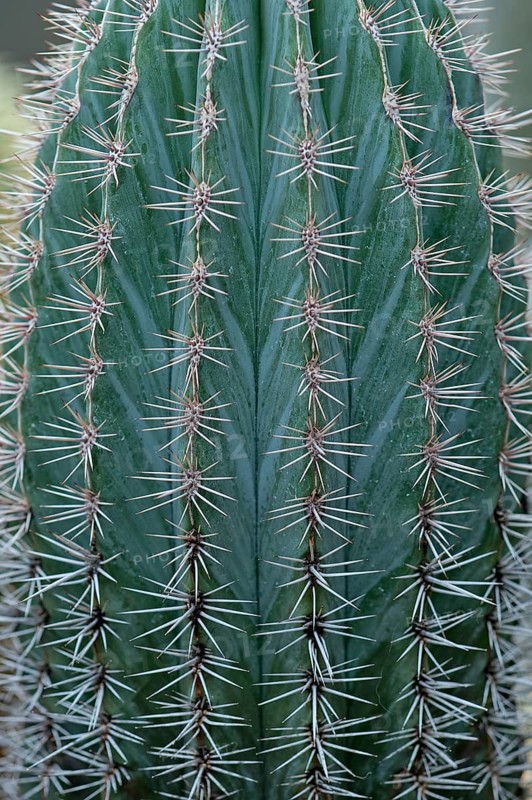 Mexican Giant Cactus or Cardon (Pachycereus pringlei)
