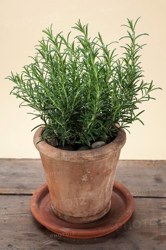 Rosemary (Rosmarinus officinalis) growing in a terracotta pot on a wooden table