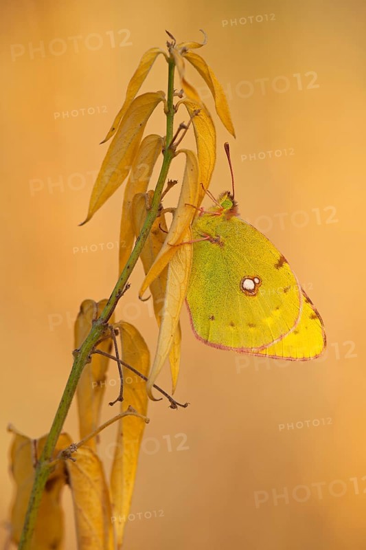 Dark Clouded Yellow (Colias croceus)