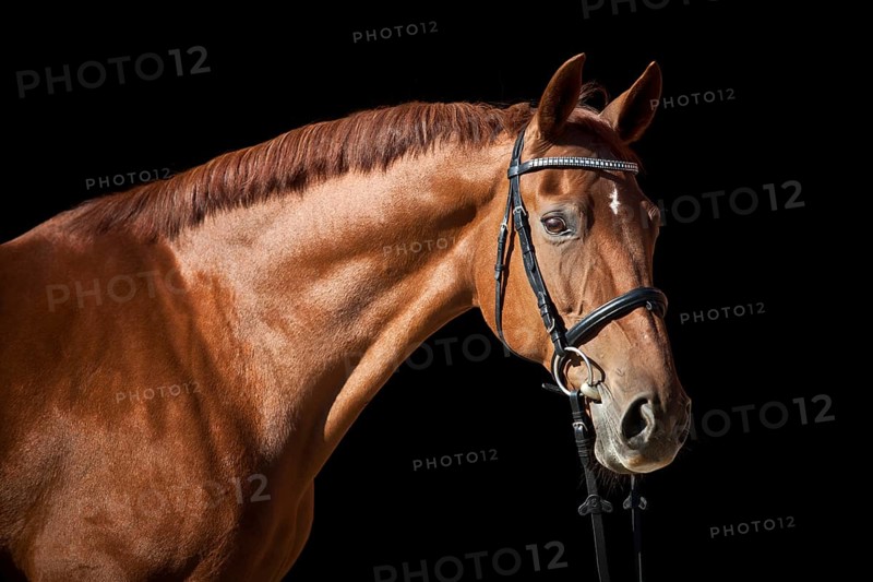 Westphalian mare