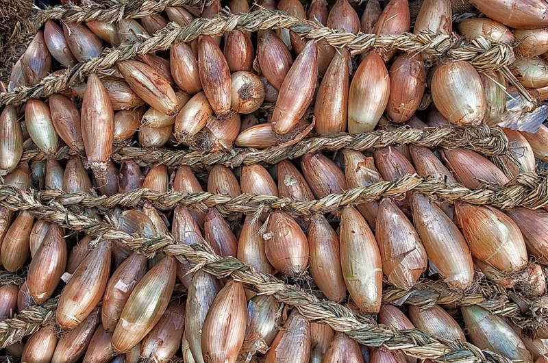 Braids of onions