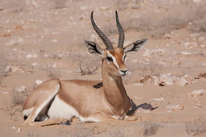 Arabian Oryx (Oryx leucoryx)