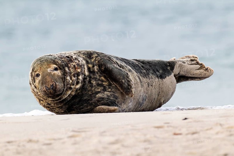 Grey Seal (Halichoerus grypus)