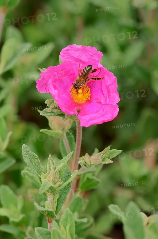 White-leaved Rock Rose (Cistus albidus)