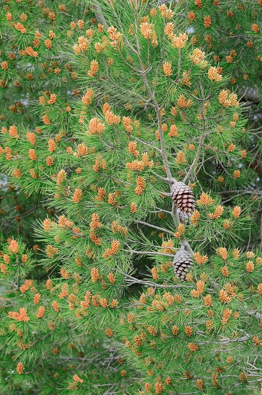 European Black Pine (Pinus nigra)