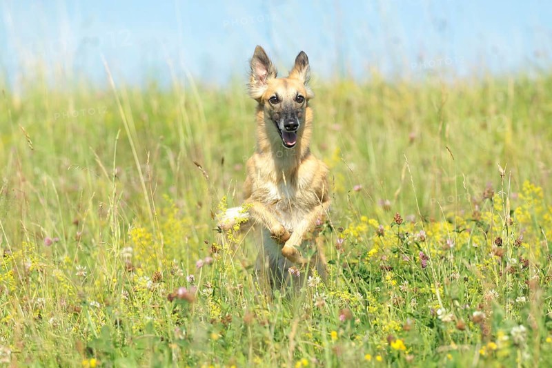 Longhaired Whippet running over flower meadow