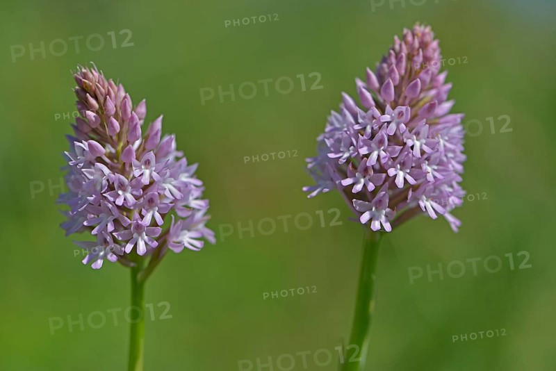 Naked Man Orchid or Italian Orchid (Orchis italica)