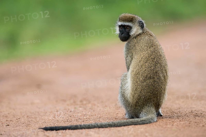 Vervet Monkey (Chlorocebus)