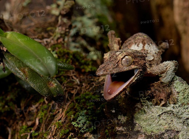Flat-tailed gecko (Uroplatus sikorea) with open mouth
