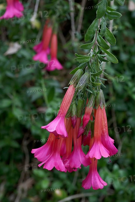 Cantuta (Cantua buxifolia)