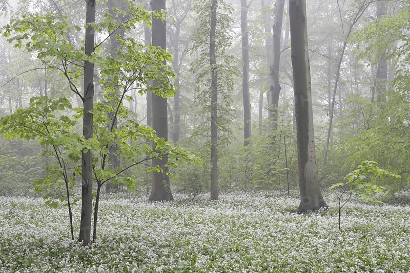 Flowering wild garlic (Allium ursinum) in spring forest in fog