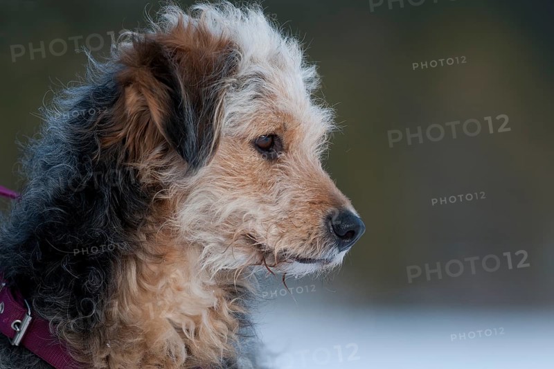 Bosnian Coarse-haired Hound or Barak-hybrid