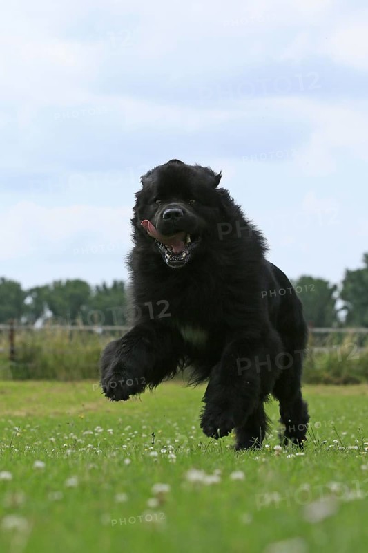 Newfoundland running on meadow