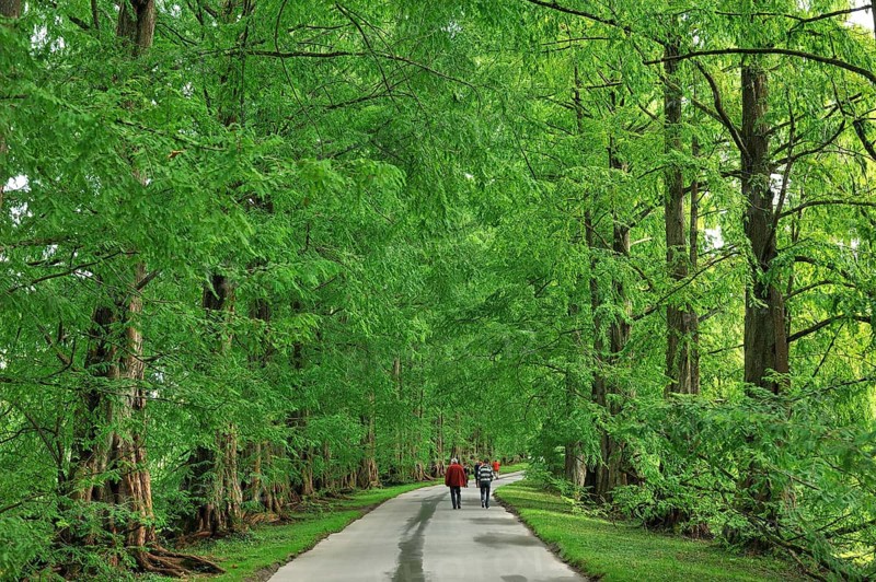 Avenue with Dawn Redwoods (Metasequoia glyptostroboides)