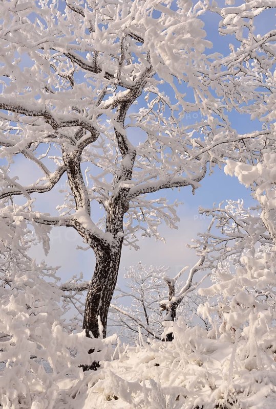 A forest in winter