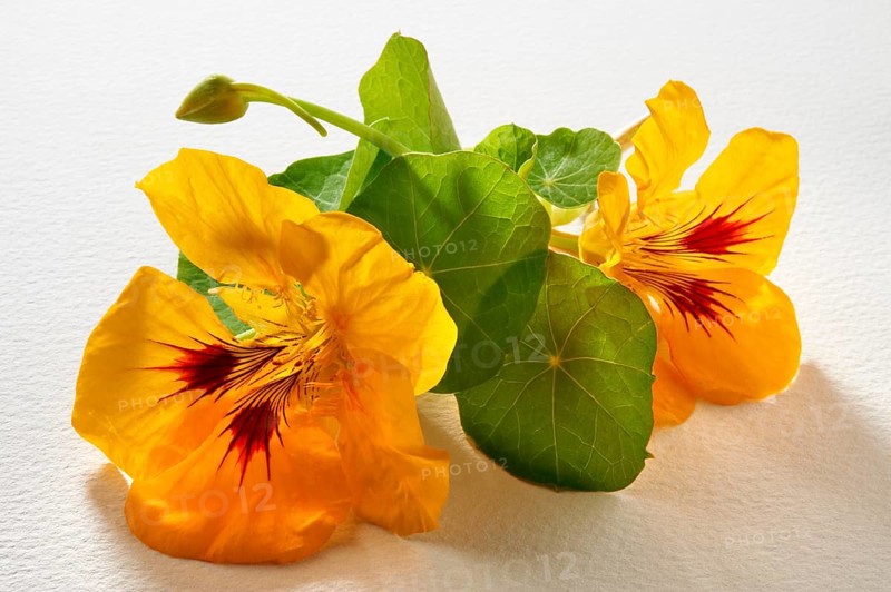 Fresh Nasturtium (Tropaeolum)