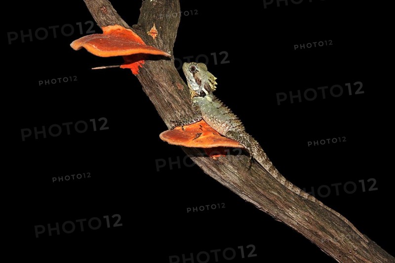 Boyd's Forest Dragon (Hypsilurus boydii)