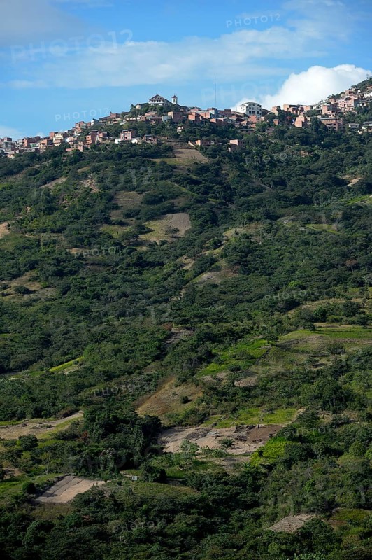 Illegal Coca fields