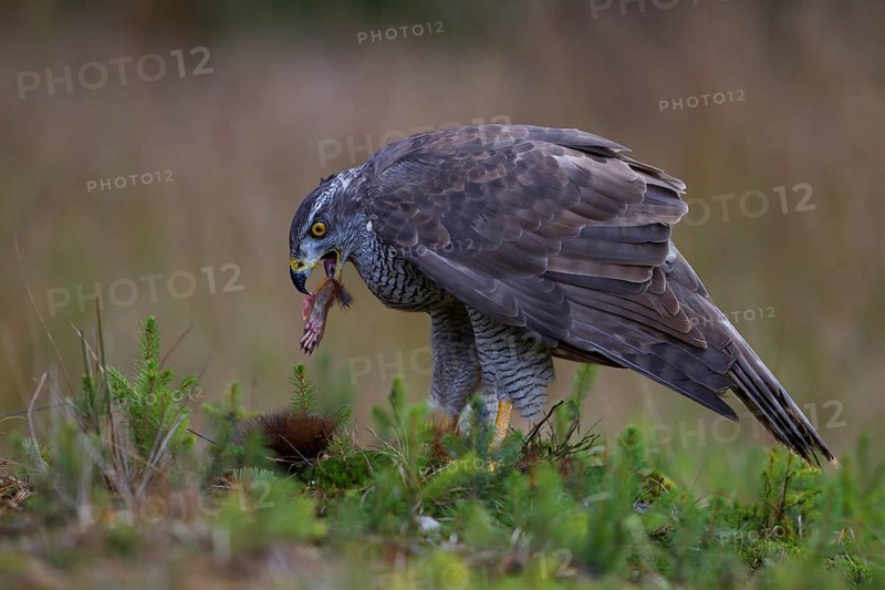 Northern Goshawk (Accipiter gentilis) with a captured squirrel