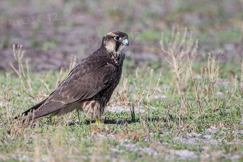 Lanner Falcon (Falco biarmicus)